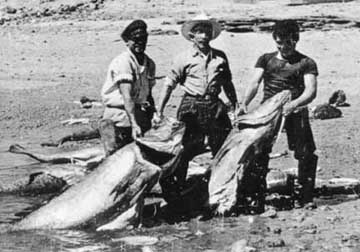 Totoaba Photo, from The Unforgettable Sea of Cortez.