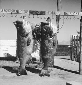 Loreto fish photo from The Unforgettable Sea of Cortez.