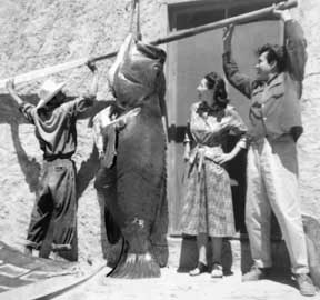 Mulege Jewfish Photo, from The Unforgettable Sea of Cortez.