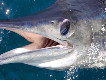 Close up of striped marlin head.