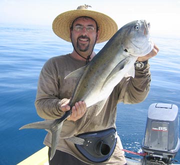 Jack Crevalle Photo