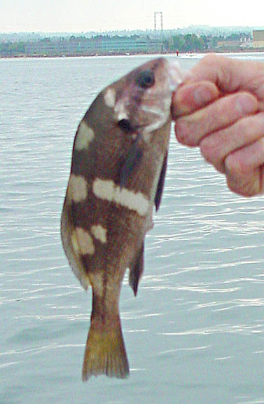 Black Croaker picture 4