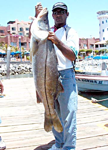 Black Snook Photo 5