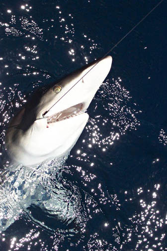 Blacktip Shark fish picture 6