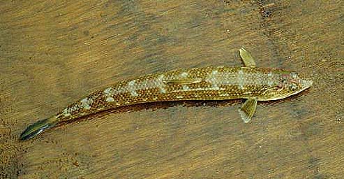 California Lizardfish picture 5