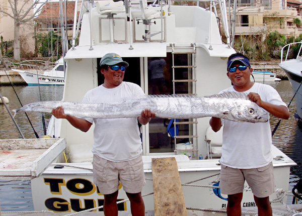 Channel Scabbardfish picture 1