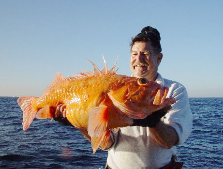 Cow Cod fish photo