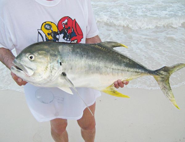 Crevalle Jack