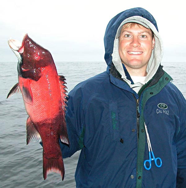 California Sheephead fish picture 5