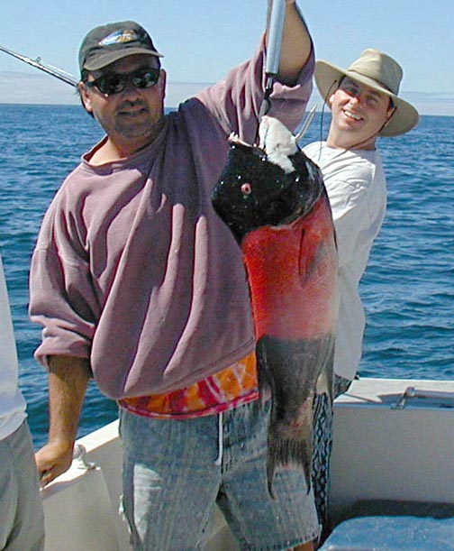 California Sheephead fish picture 7