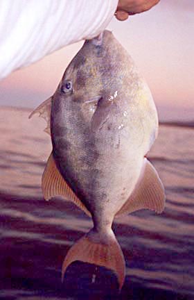 Finescale Triggerfish picture 3