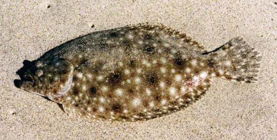 Gulf Sand Dab Fish fish picture 4