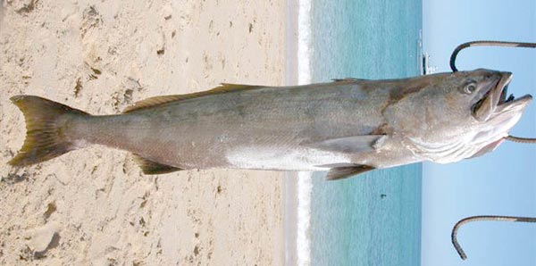 Gulf Weakfish picture