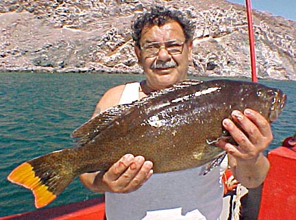 Leopard Grouper or Golden Grouper fish picture 7