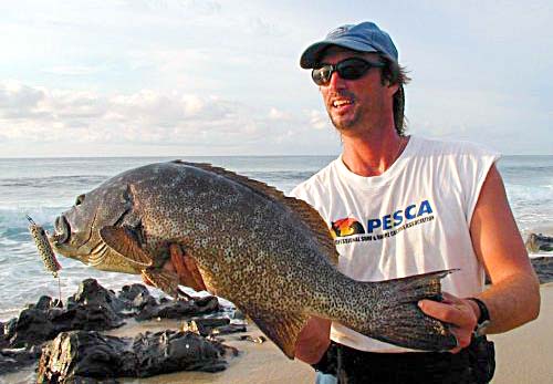 Leopard Grouper or Golden Grouper fish picture 9