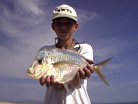 Mexican Lookdown fish picture 3