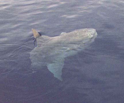 Ocean Sunfish picture