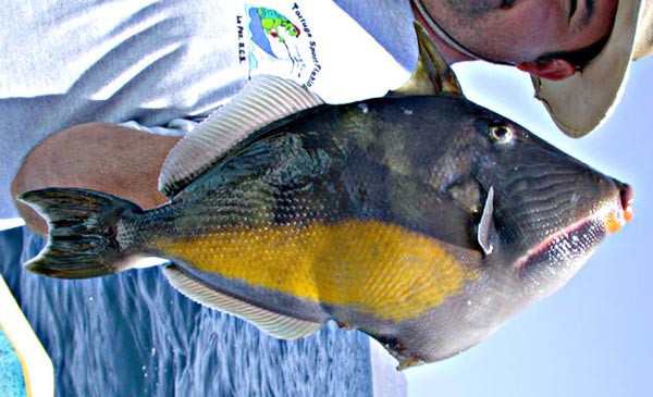 Orangeside Triggerfish picture 5