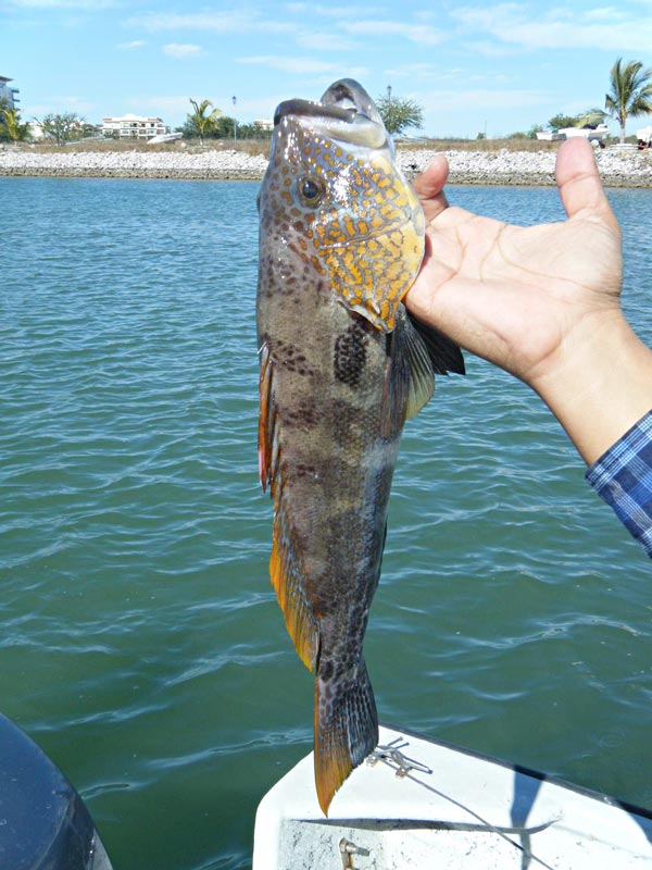 Parrot Sand Bass fish picture