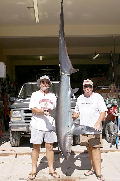 Pelagic  Thresher Shark fish picture