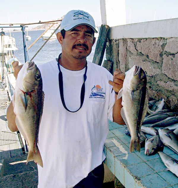 Pacific Golden-Eyed Tilefish picture