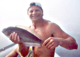 Pacific Golden-Eyed Tilefish picture