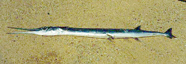 Bigeye Needlefish fish picture