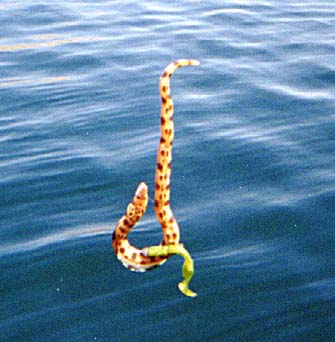 Pacific Snake Eel fish picture