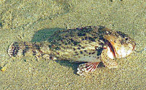 Pacific Spotted Scorpionfish fish picture 4