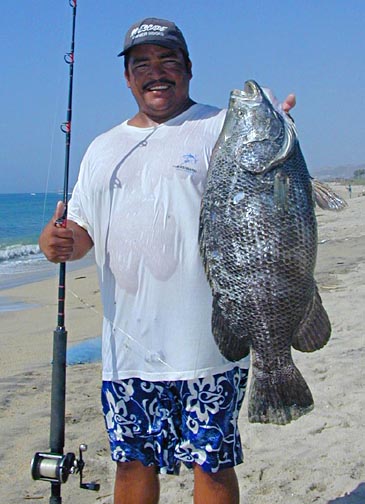 Pacific Tripletail fish picture