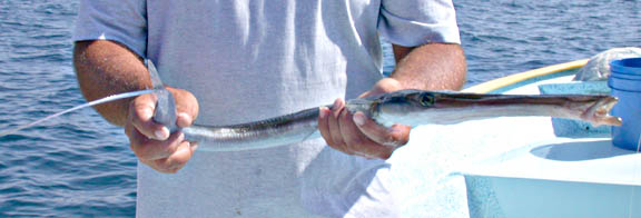 Reef Cornetfish picture 6