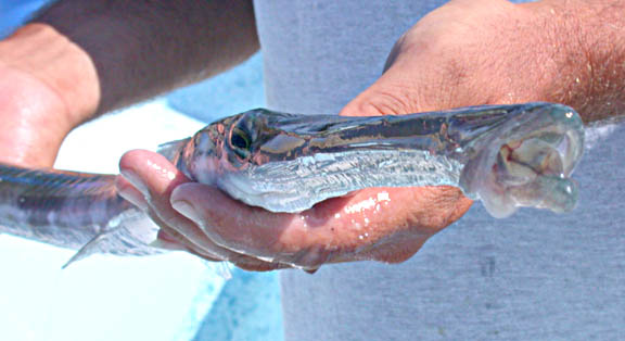 Reef Cornetfish picture 7