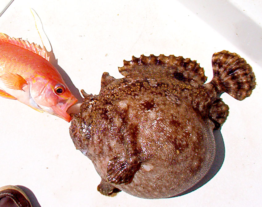  Roughjaw Frogfish fish picture