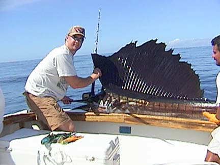 Sailfish picture