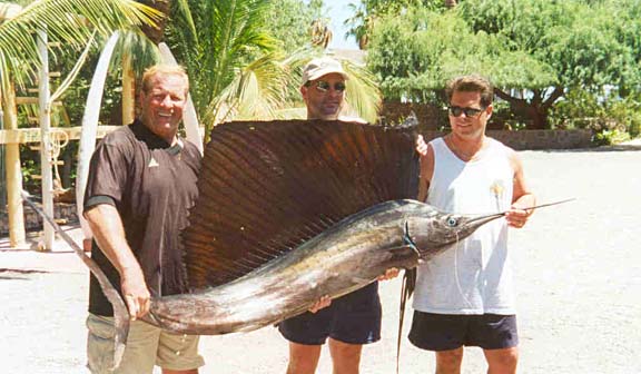 Sailfish picture