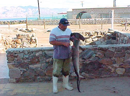 Scalloped Hammerhead Shark picture