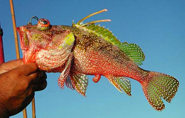 Spotback Scorpionfish picture 2