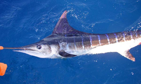 Striped Marlin picture 2