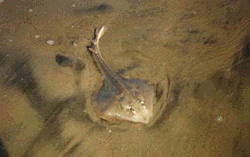 Starry Skate picture