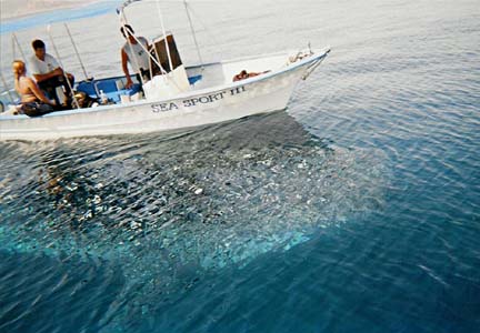 Whaleshark Photo 1