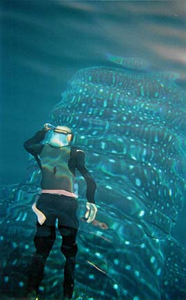 Whaleshark Photo 2