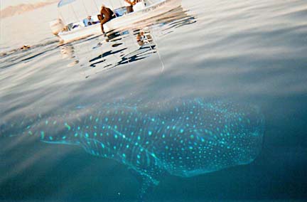 Whaleshark Photo 3