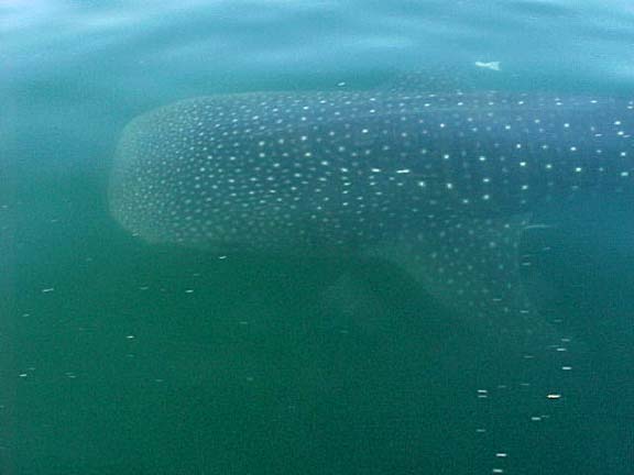 Whaleshark Photo 5