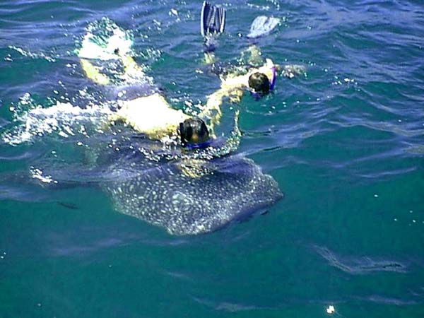 Whaleshark Photo 6