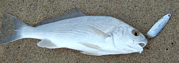 Yellowfin Croaker Photo 3