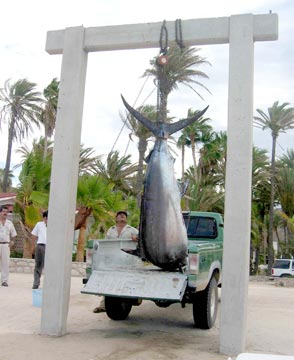 Mexico Fishing Photo