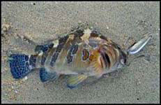 Fish Photo 1