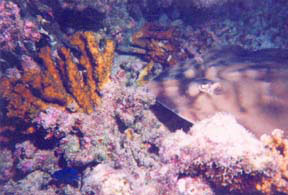 Fish Photo 1