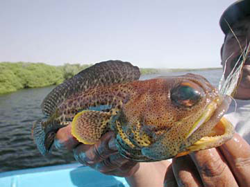 Fish Photo 1