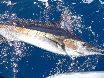 Cabo San Lucas Sportfishing Photo 2